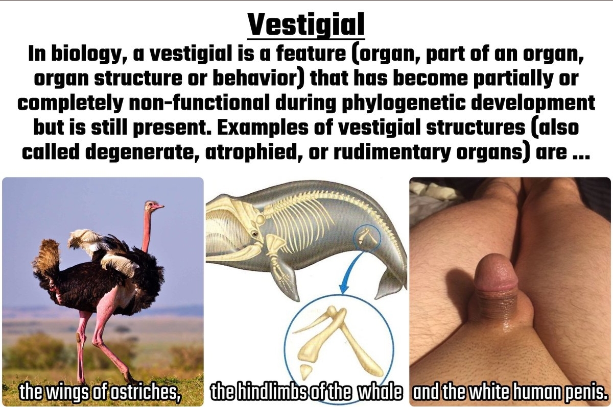 Vestigial
