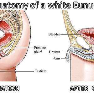 Anatomy of a white Eunuch