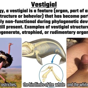 Vestigial