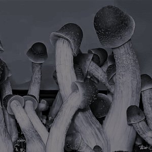 ShroomHeads