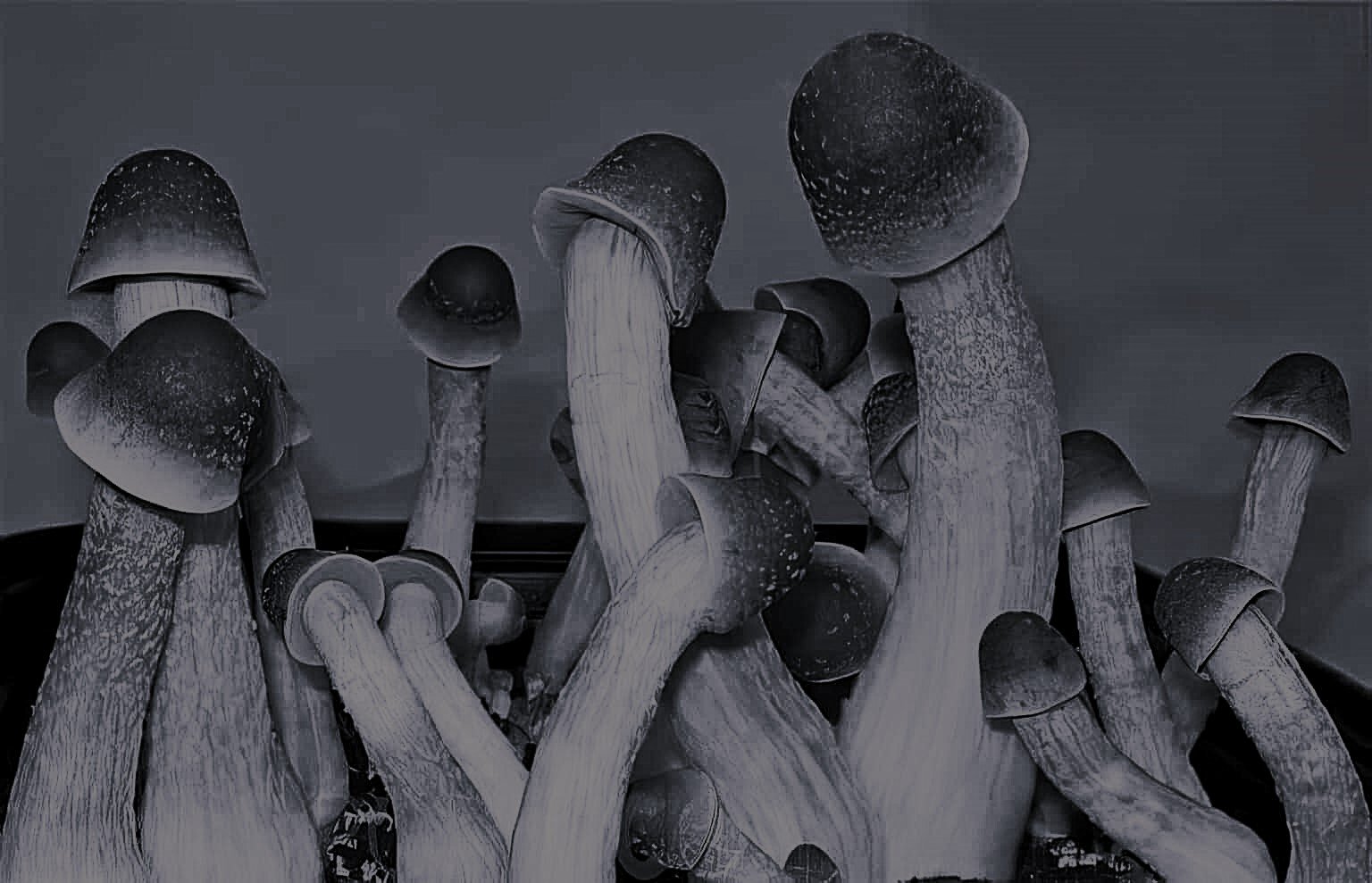 ShroomHeads